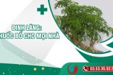 Đinh lăng: thuốc bổ cho mọi nhà